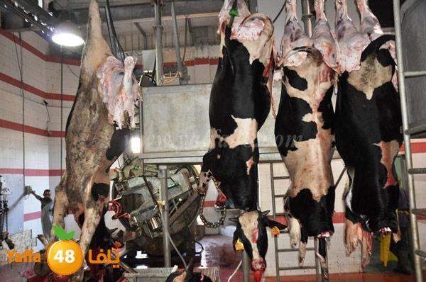 Jam3iya la7m3n (31).JPG